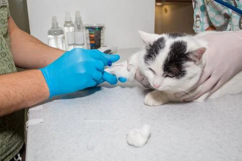 Insert a catheter into the cat's paw Stock Photos