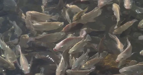 Insert Fish Swimming Around In Pond, Fish Farm Stock Footage 75784616