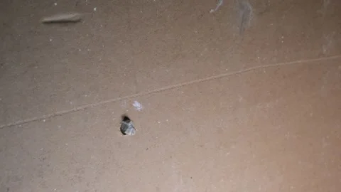 Inserting anchors through a drywall. Stock Footage 340449495