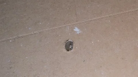 Inserting anchors through a drywall. Stock Footage 340449516