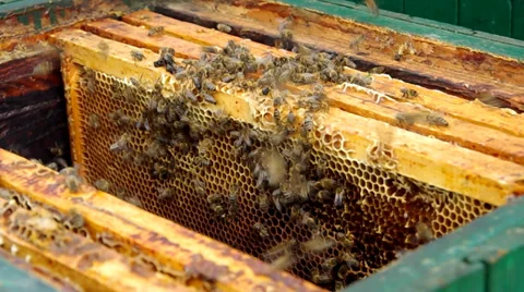 Inserting honeycomb in the beehive Stock Footage 39951137