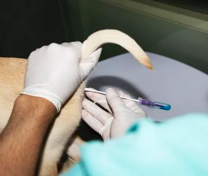 Inserting a rectal swab Stock Photos