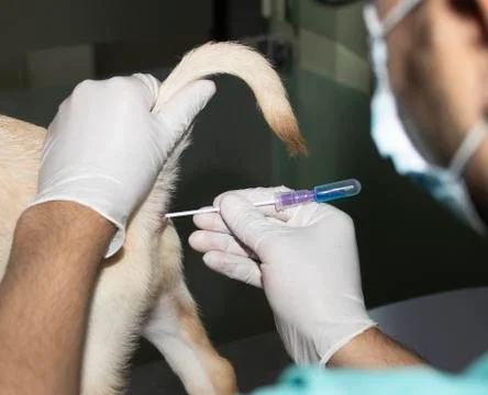 Inserting a rectal swab Stock Photos