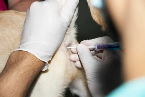 Inserting a rectal swab Stock Photos