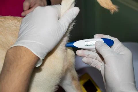 Inserting a rectal thermometer Stock Photos