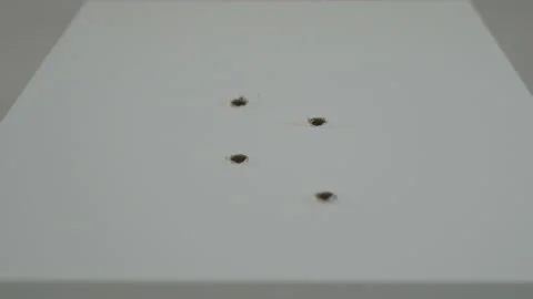 Inserting Wooden Dowels Into Drilled Hole In A Chipboard Stock Footage 138190835