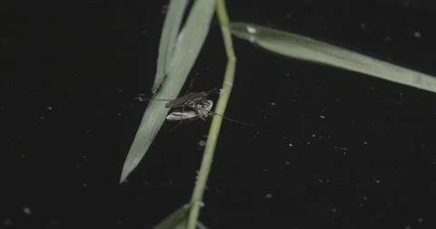 Insets waterstriders Vídeos de archivo 133664434