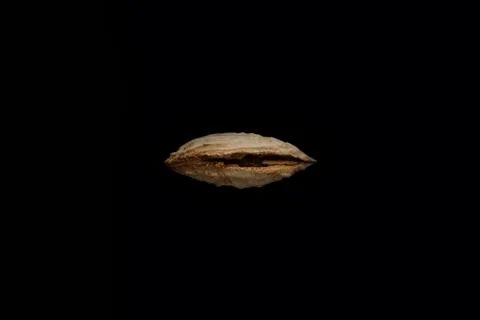 Inshell mountain almonds on black background. Food concept. Foto stock