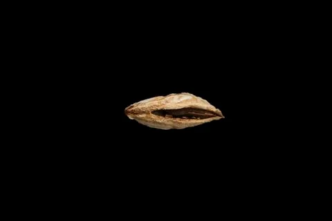 Inshell mountain almonds on black background. Food concept. Foto stock