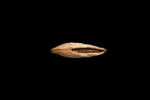 Inshell mountain almonds on black background. Food concept. Foto stock