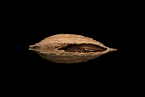 Inshell mountain almonds on black background. Food concept. Stock Photos