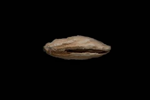 Inshell mountain almonds on black background. Food concept. Foto stock
