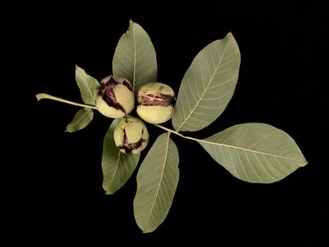 Inshell walnuts on a black background. Hard ripe nuts. Stock Photos