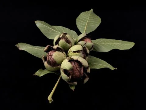 Inshell walnuts on a black background. Hard ripe nuts. Stock Photos