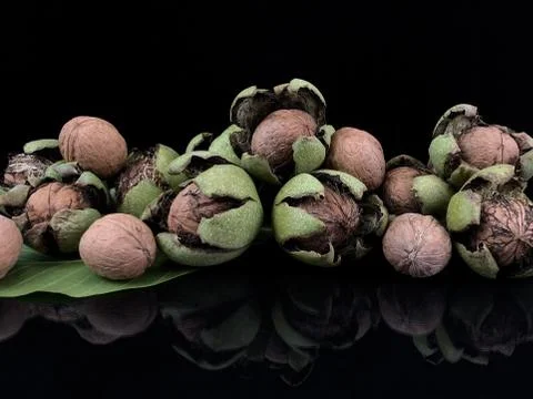 Inshell walnuts on a black background. Ripe walnut in a hard shell. Stock Photos