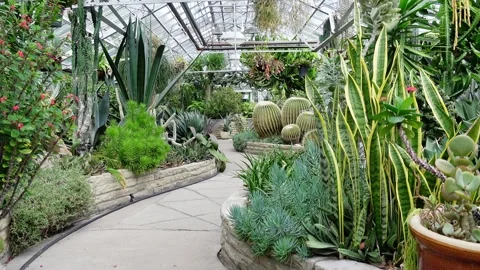 Inside Allan Gardens Conservatory in Toronto Canada Stock Footage 287390918