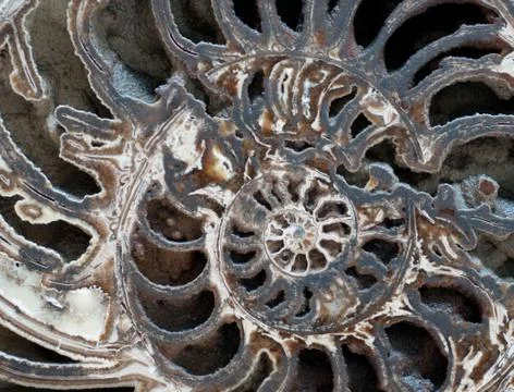 Inside Ammonite Stock Photos