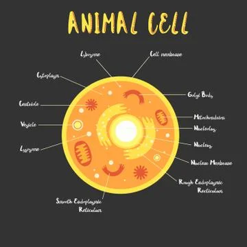 Inside the animal cell Illustrazione stock