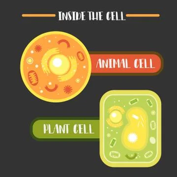 Inside the animal plant cell structure Stock Illustration