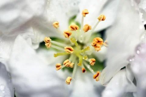 Inside an apple flower Stock Photos