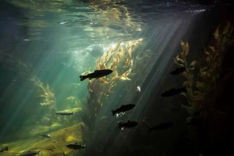 Inside of an aquarium Stock Photos