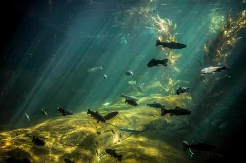 Inside of an aquarium Stock Photos