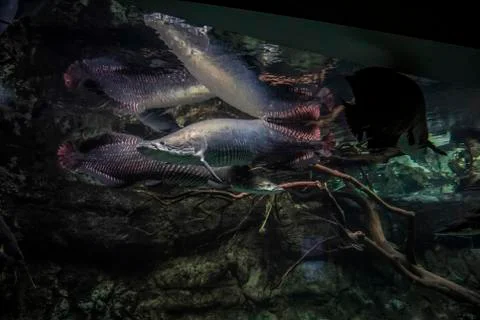 Inside of an aquarium Stock Photos