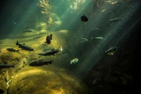 Inside of an aquarium Stock Photos