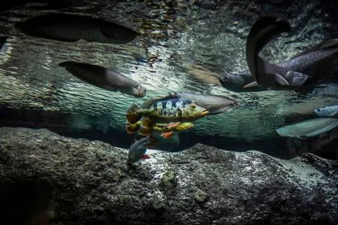 Inside of an aquarium Stock Photos