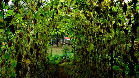 Inside arch shaped trellis full of withering cucumber plants and its dying vines Video stock 331832284