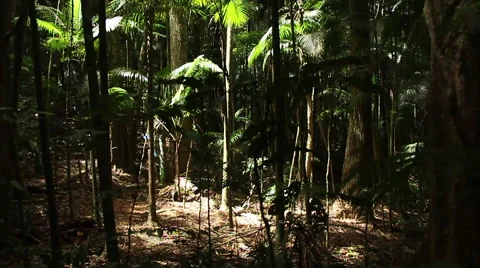 Inside the Atlantic forest  스톡 동영상 57986720