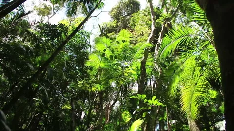 Inside the Atlantic forest  Stock Footage 57987374