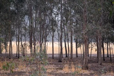 Inside the Australian bush looking at trees and dry grass field Stock Photos