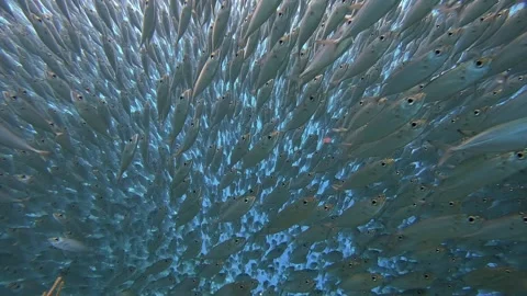 Inside Bait Ball Of Fish Stock Footage 304554812