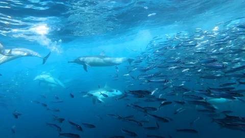 Inside a bait ball of sardines chaced by hunting dolphins and sharks Video stock 117664229