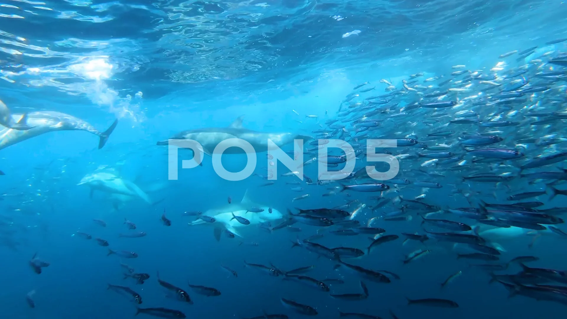 Inside a bait ball of sardines chaced by... | Stock Video | Pond5