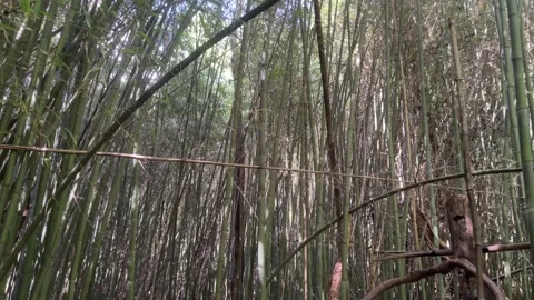 Inside a Bamboo Forest a gentle breeze throws around light and shadow Video stock 239491508
