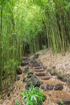 Inside the bamboo forest Stock Photos