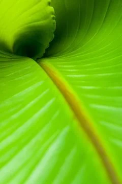  Inside a Banana Leaf Inside view of a new roll banana leaf. Copyright: xZ... Stock Photos