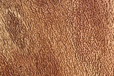 Inside bark detail Stock Photos