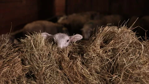 Inside barn, Lamb shelter, Lamb eyes Stock Footage 328745839