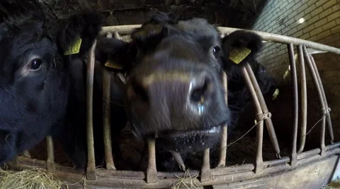 Inside barn walking towards three young black Aberdeen Angus cattle cows 4k Stock Footage 59708196