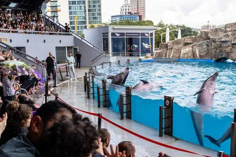 Inside Batumi Dolphinarium during dolphin show Stock Photos