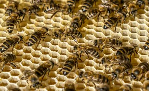 Inside the bee hive, bees fill the honeycomb with fresh, fragrant honey. Stock Photos