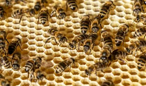 Inside the bee hive, bees fill the honeycomb with fresh, fragrant honey. Stock Photos