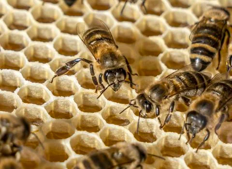 Inside the bee hive, bees fill the honeycomb with fresh, fragrant honey. Stock Photos