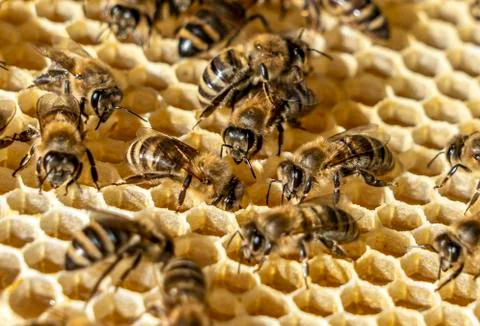 Inside the bee hive, bees fill the honeycomb with fresh, fragrant honey. Stock Photos