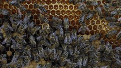 Inside the bee hive. Stock Footage 244703110