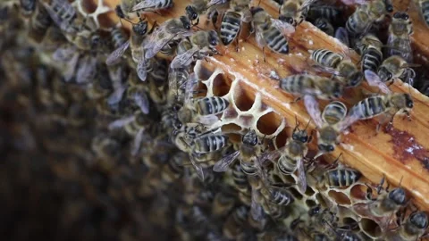 Inside the bee hive. Stock Footage 244703133