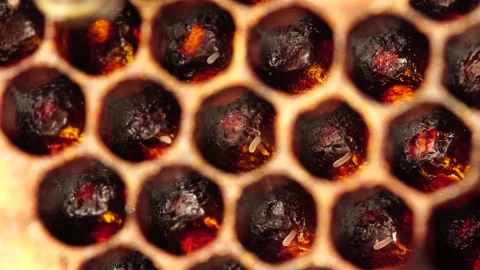 Inside the Beehive - Eggs, Larvae, and Pupae. A honey bee colony Stock Footage 140314728